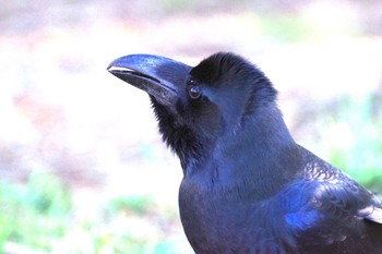 Large-billed Crow Mizumoto Park Sat, 1/30/2021