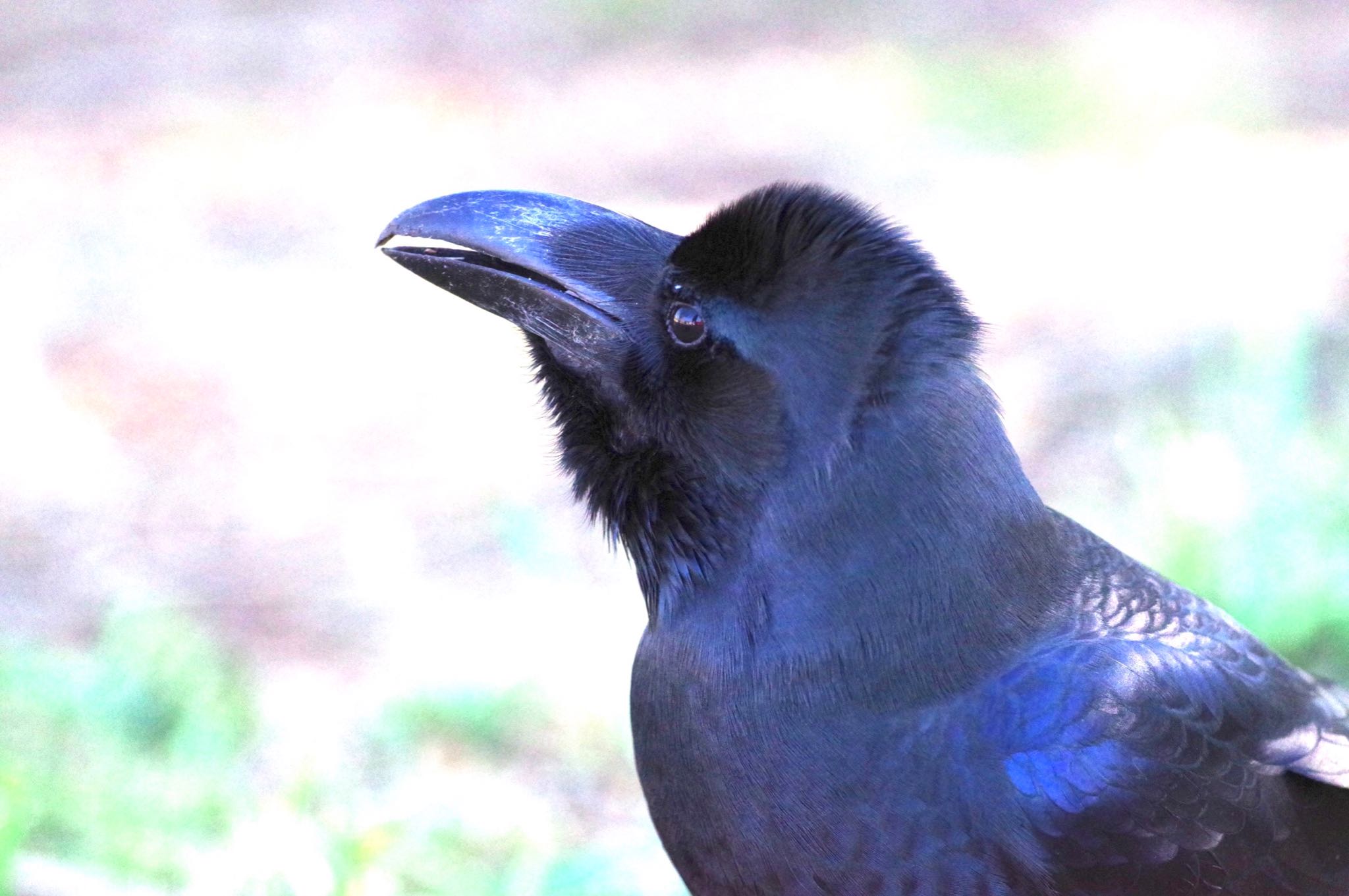 Large-billed Crow