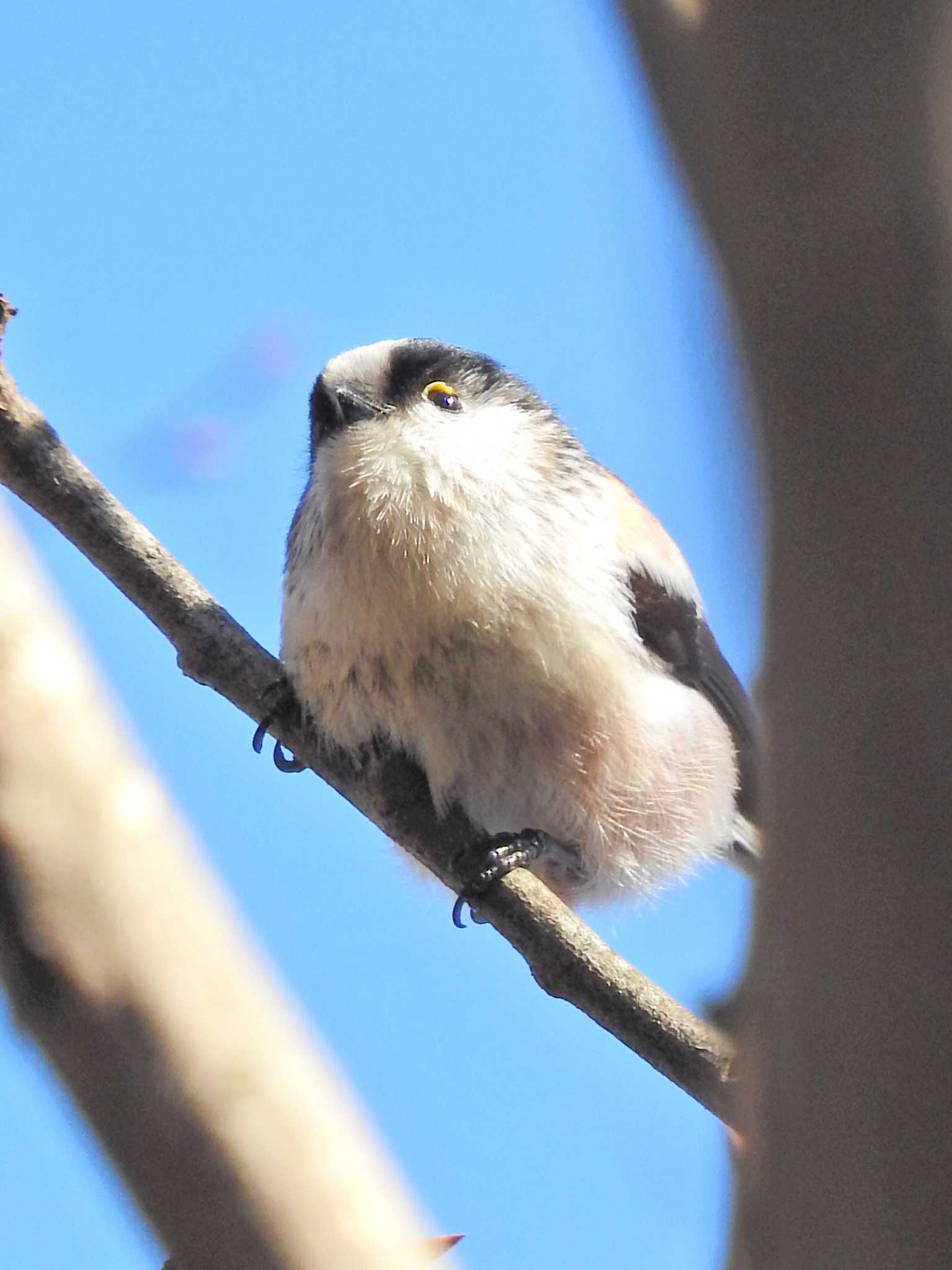 Long-tailed Tit