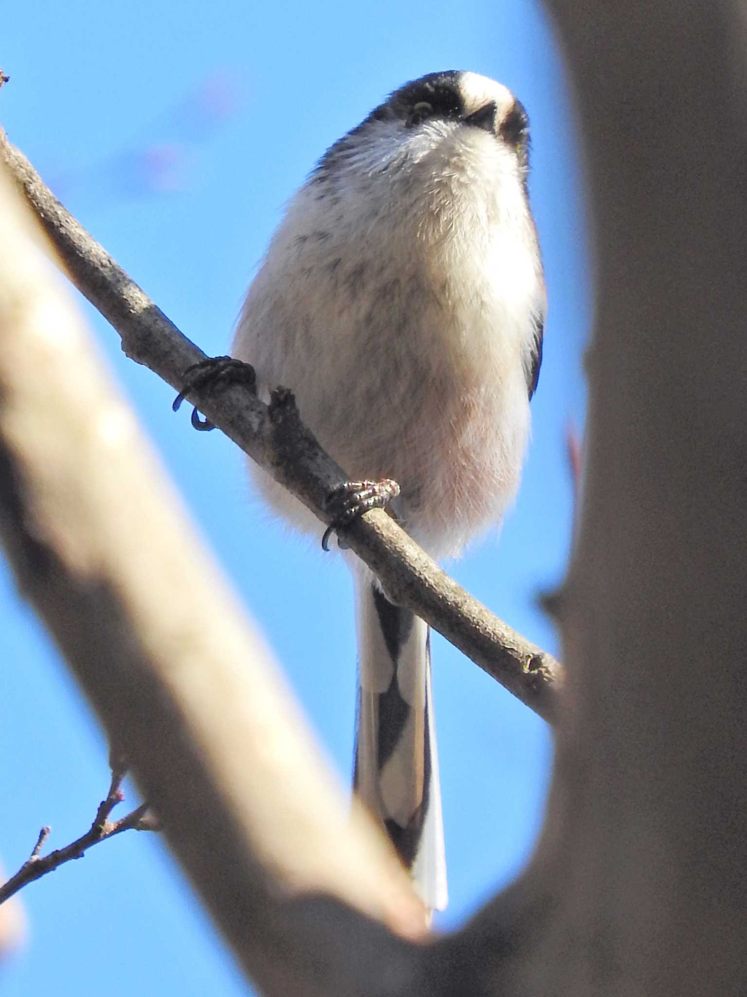 Long-tailed Tit