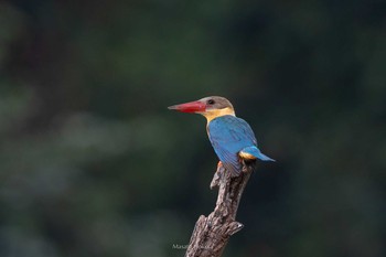 Stork-billed Kingfisher Ratchaprapha Sat, 2/23/2019