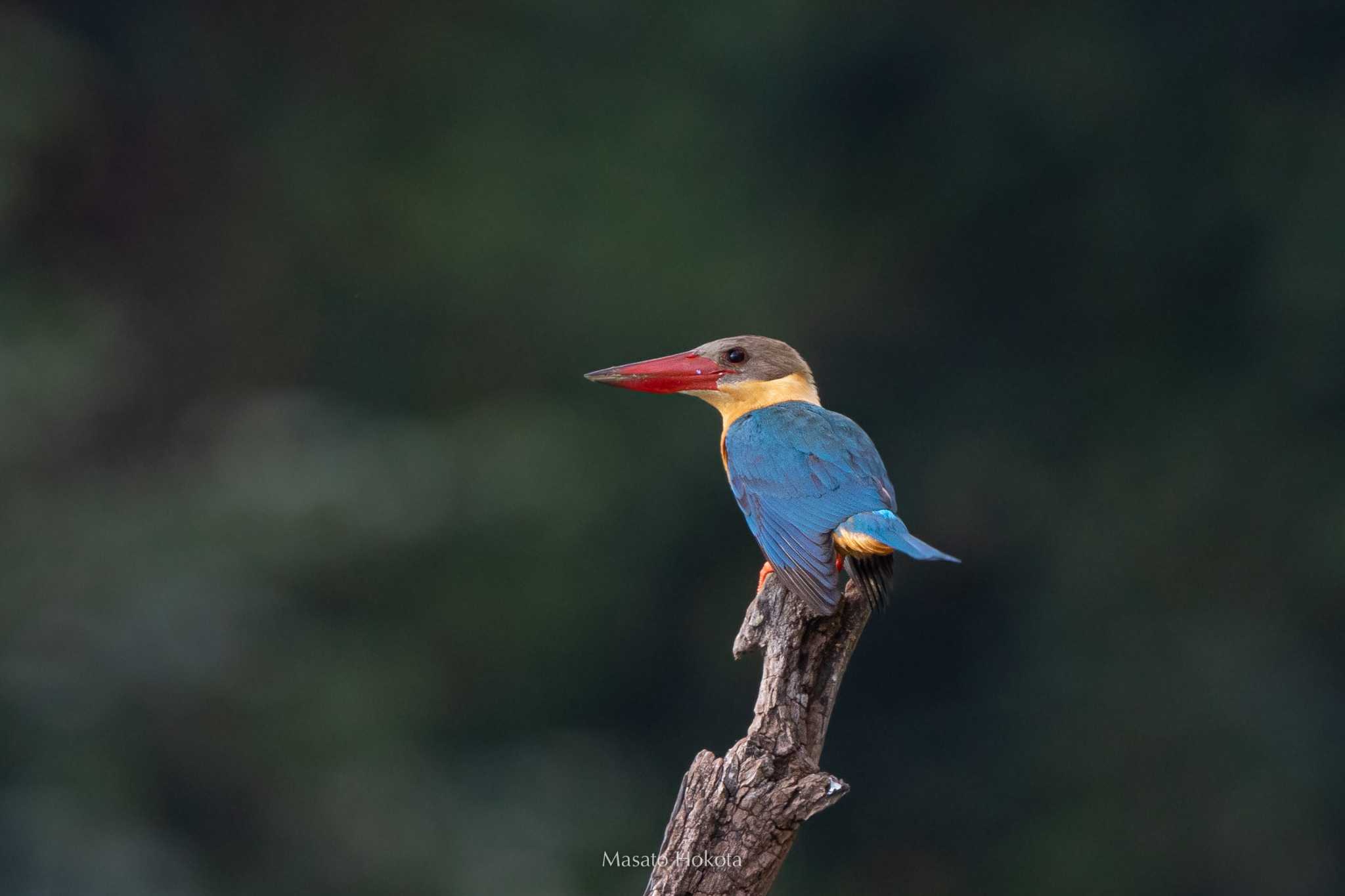 Stork-billed Kingfisher