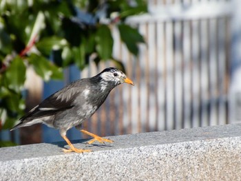 White-cheeked Starling 染井霊園 Sat, 2/6/2021