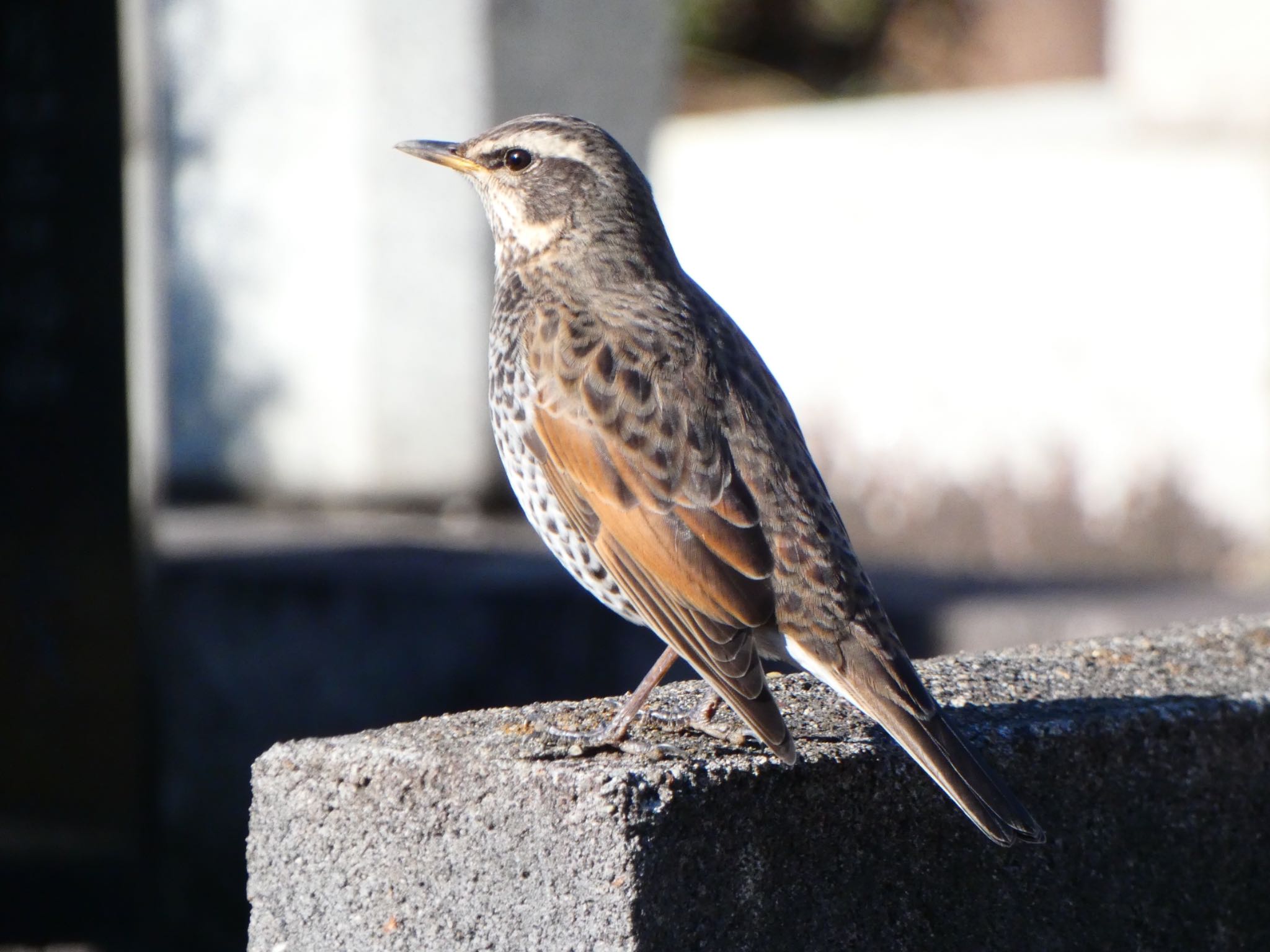 Photo of Dusky Thrush at 染井霊園 by shu118