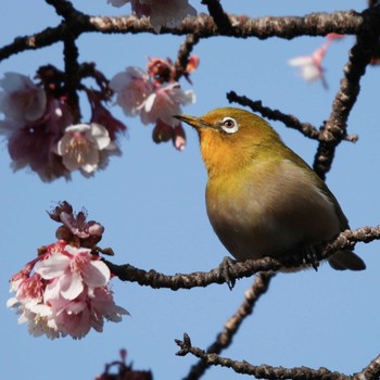 メジロ 上野恩賜公園 2021年2月4日(木)