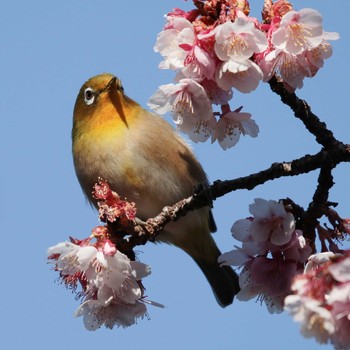 メジロ 上野恩賜公園 2021年2月4日(木)