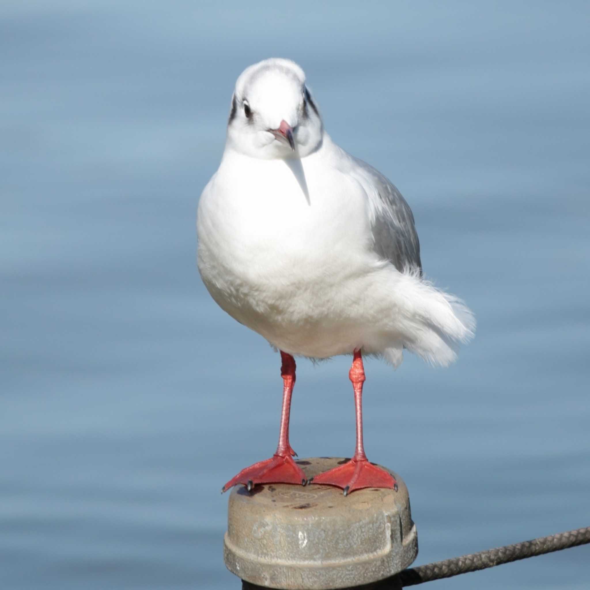 ユリカモメ