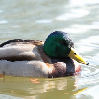 マガモ 上野恩賜公園 2021年2月4日(木)