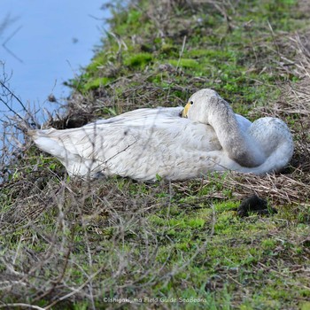 2021年2月4日(木) 石垣島の野鳥観察記録