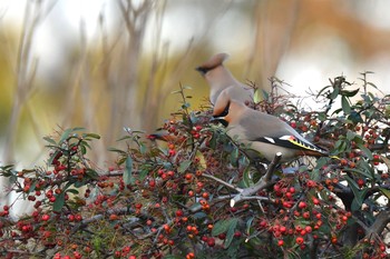 Bohemian Waxwing Unknown Spots Fri, 2/5/2021