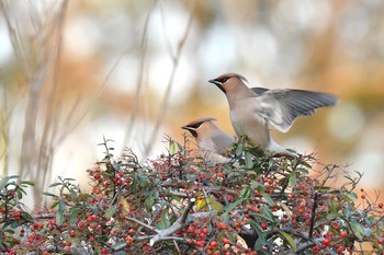 Bohemian Waxwing Unknown Spots Fri, 2/5/2021