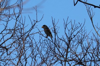 2021年2月6日(土) 松毛川の野鳥観察記録