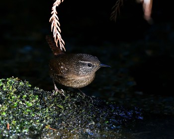 Eurasian Wren Unknown Spots Sat, 12/24/2016