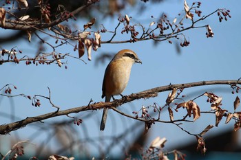 2021年2月6日(土) 石神井公園の野鳥観察記録