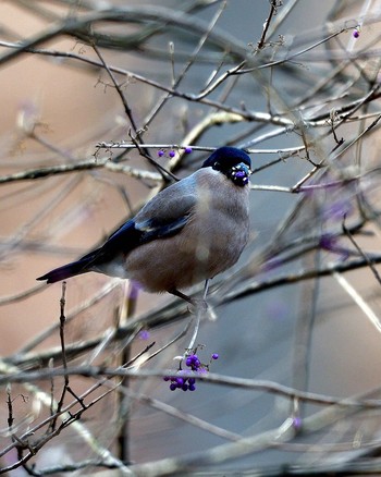 Eurasian Bullfinch(rosacea) 埼玉県 Sat, 12/24/2016