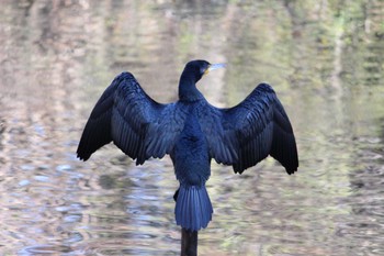 カワウ 石神井公園 2021年2月6日(土)