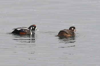 Harlequin Duck 小樽市 Sat, 2/6/2021