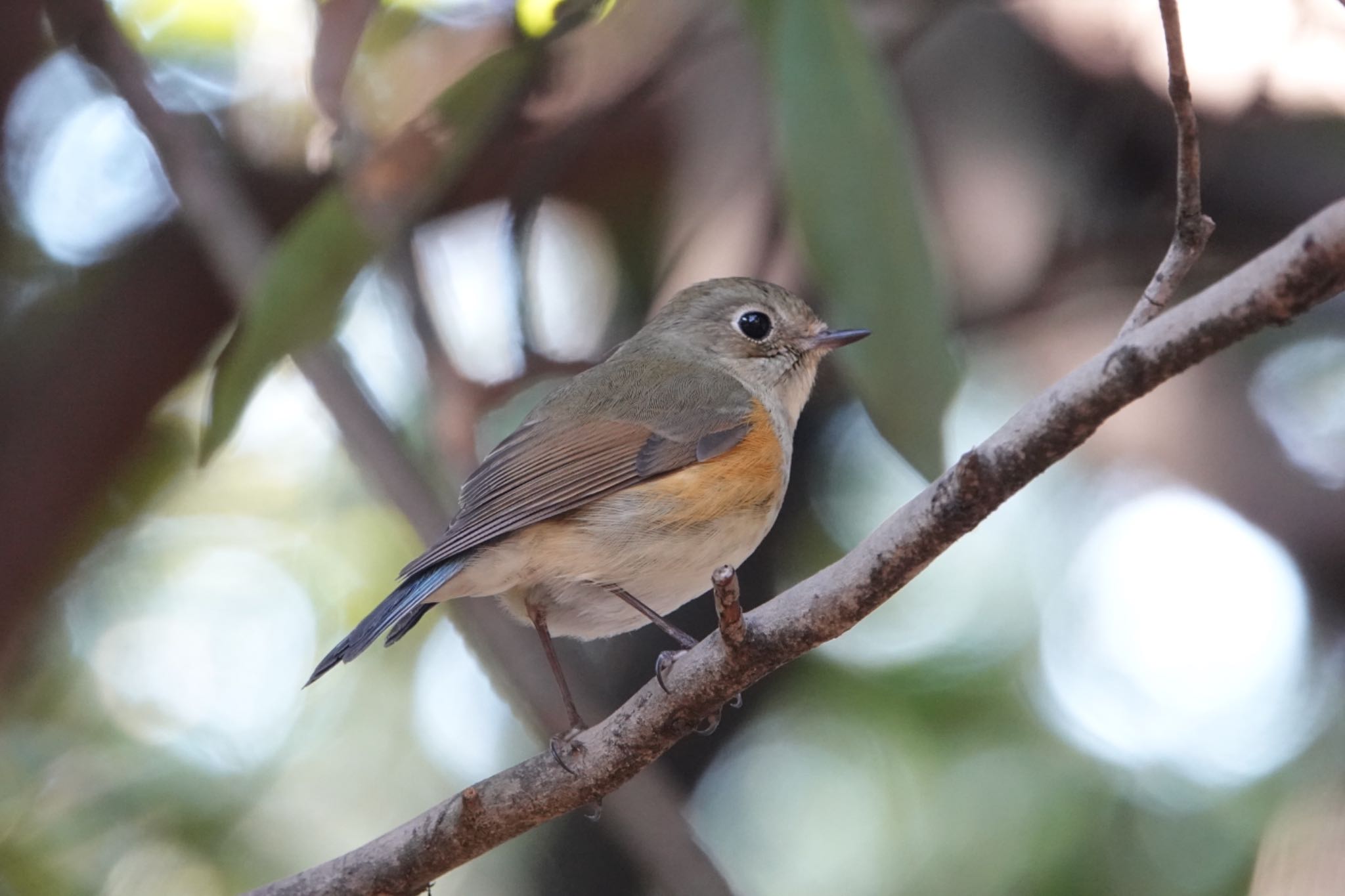 Photo of Red-flanked Bluetail at 東京都 by ひじり