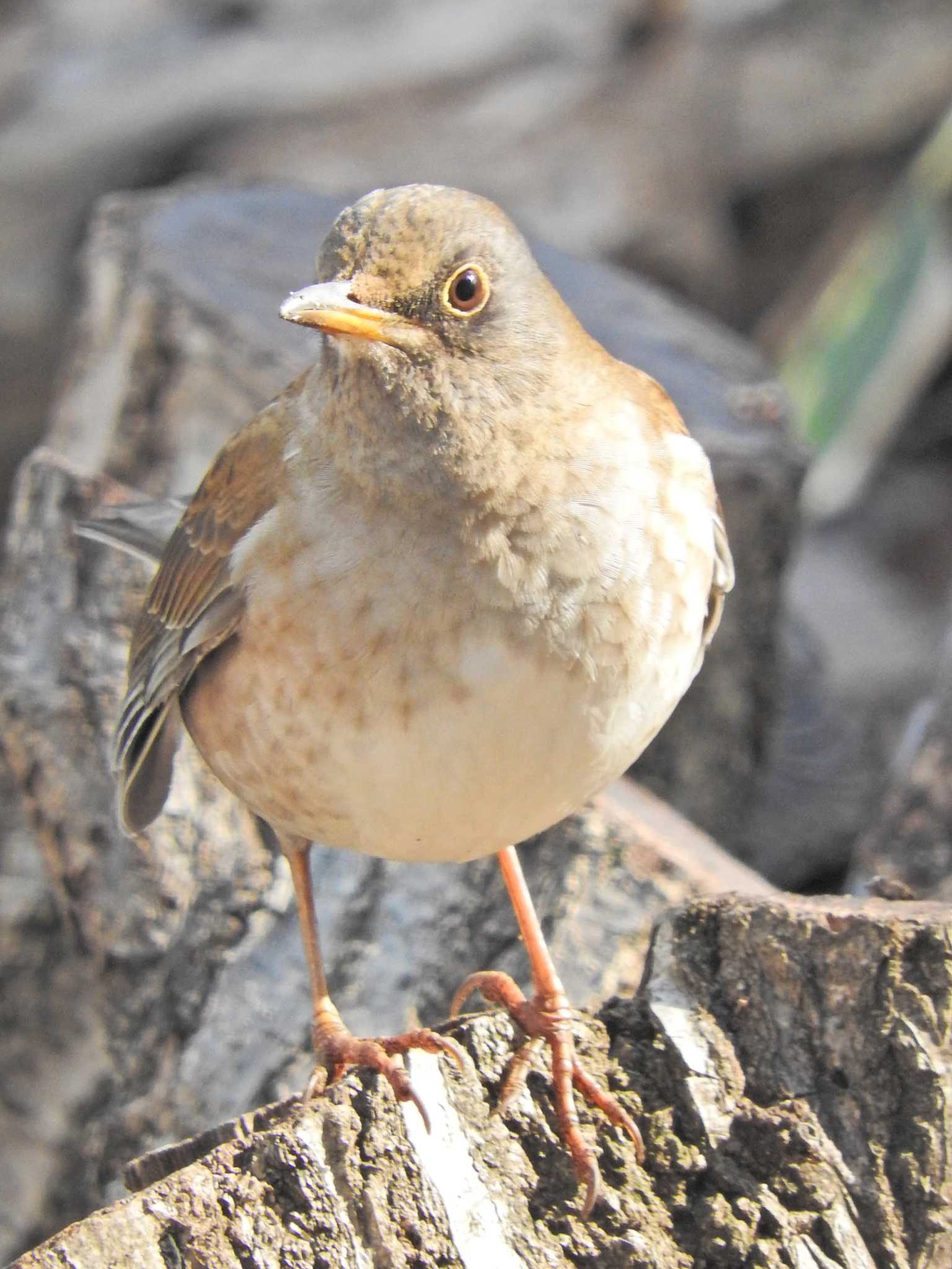 Pale Thrush