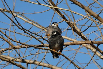 2021年2月6日(土) 赤羽自然観察公園の野鳥観察記録