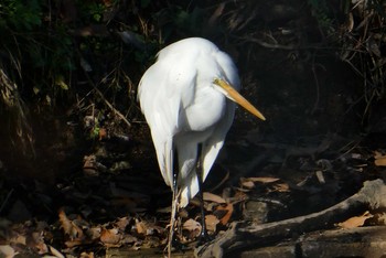 チュウサギ 赤羽自然観察公園 2021年2月6日(土)