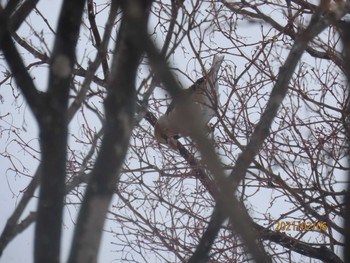 2021年2月6日(土) 真駒内公園の野鳥観察記録