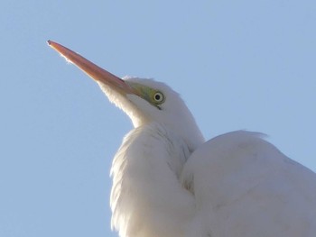 ダイサギ 南浅川 2021年2月6日(土)