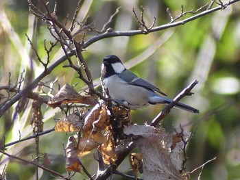 シジュウカラ 小山内裏公園 2021年2月6日(土)