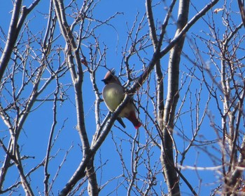 2021年2月6日(土) 東高根森林公園の野鳥観察記録