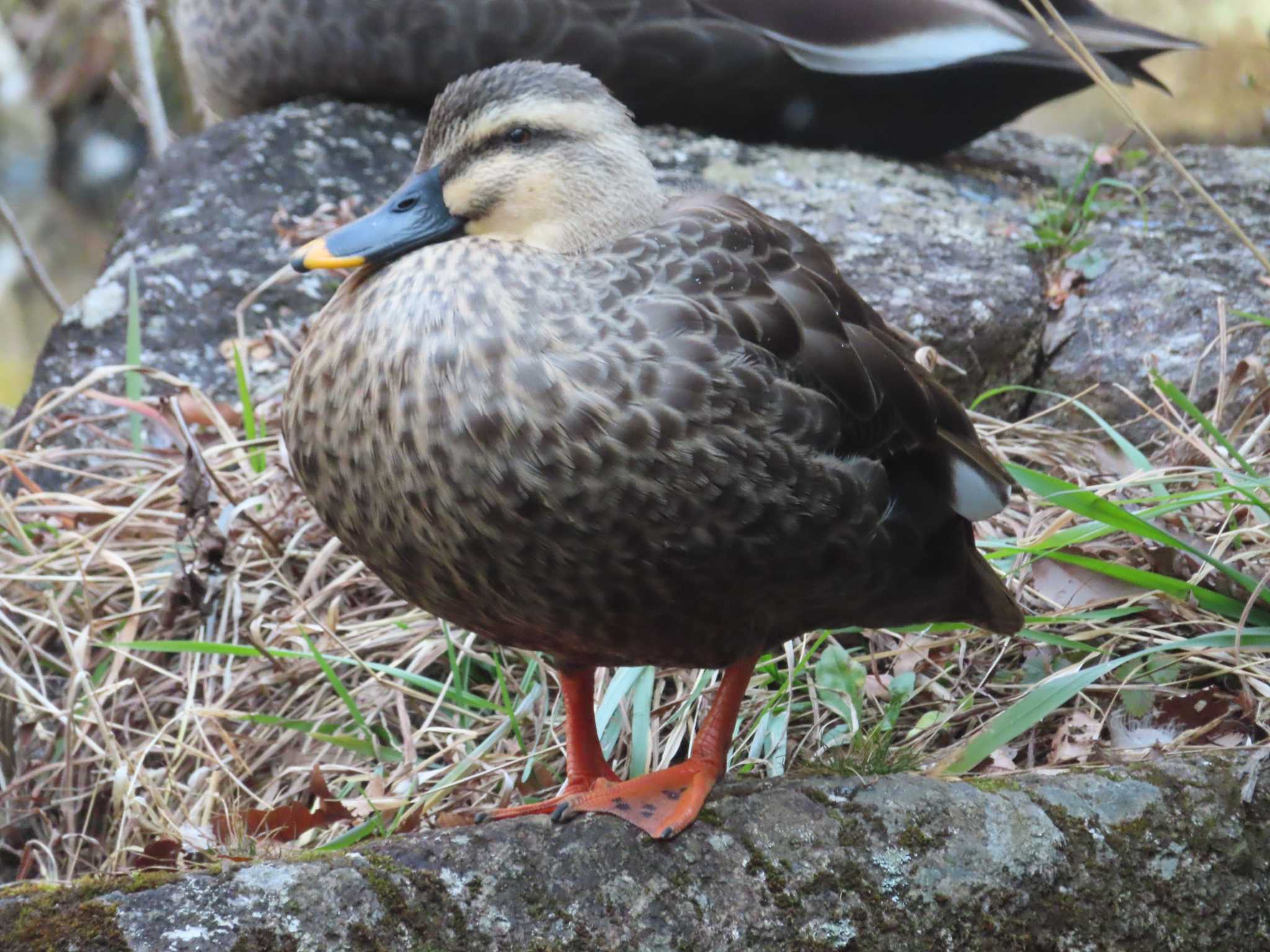 東高根森林公園 カルガモの写真