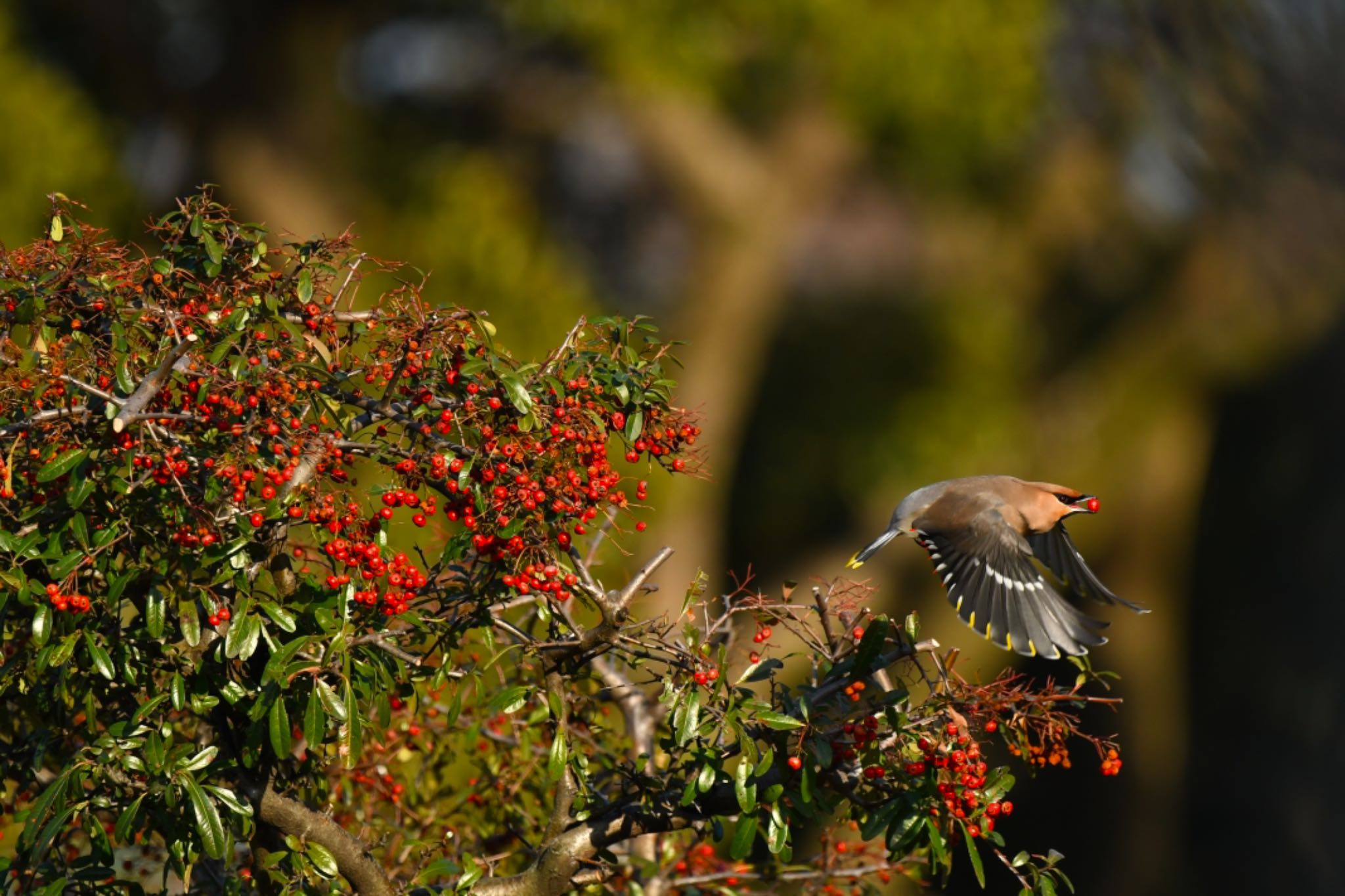 Photo of Bohemian Waxwing at  by ヨウコ