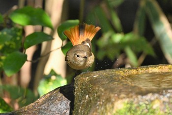 Daurian Redstart Kyoto Gyoen Sat, 2/6/2021