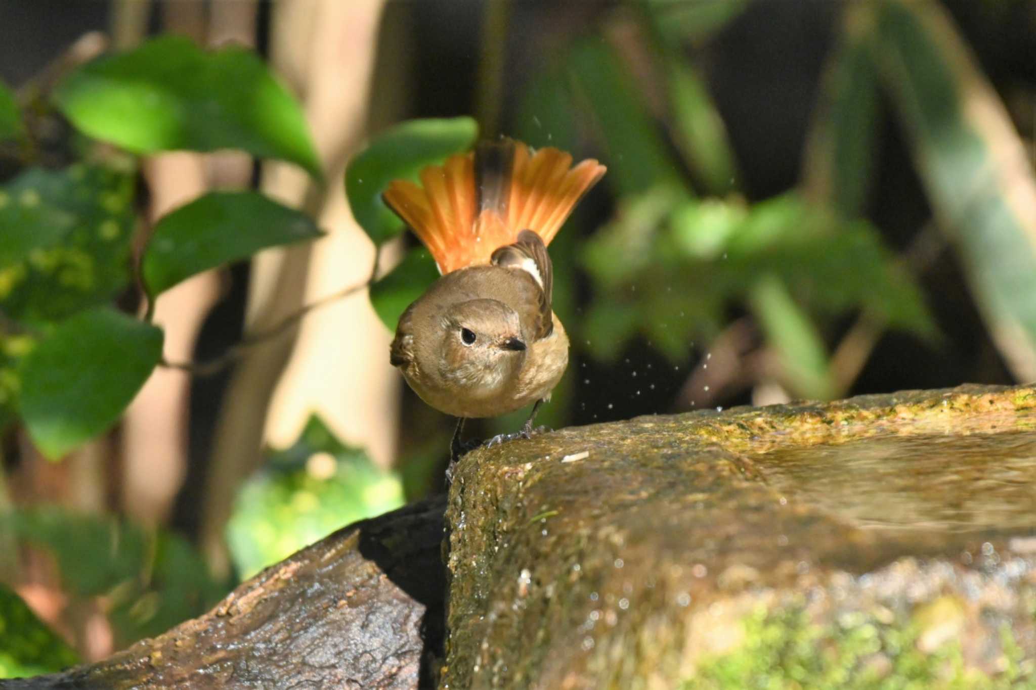 京都御苑 ジョウビタキの写真 by Taro's Photo