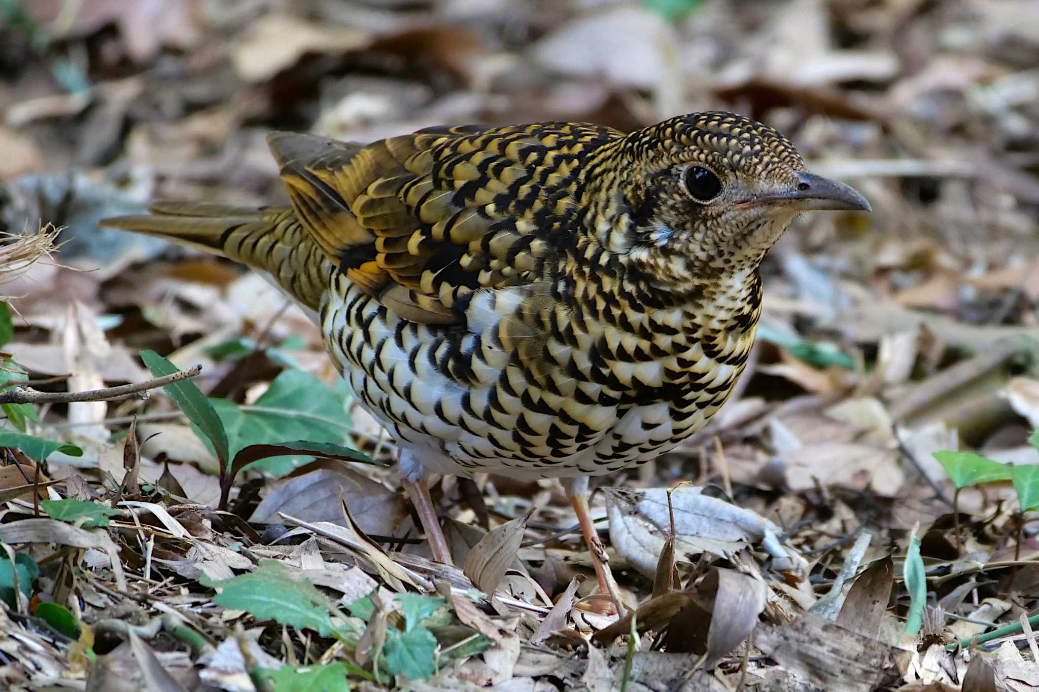 東高根森林公園 トラツグミの写真