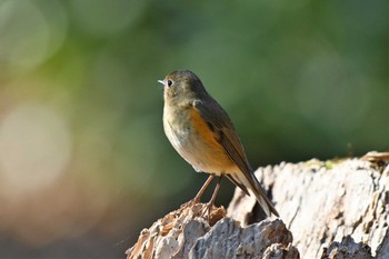 Red-flanked Bluetail Kyoto Gyoen Sat, 2/6/2021