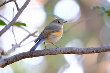 Red-flanked Bluetail 東京都 Sat, 2/6/2021