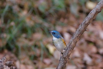 ルリビタキ 秋ヶ瀬公園 こどもの森 2016年12月25日(日)