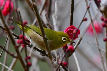 メジロ 大濠公園 2021年2月6日(土)