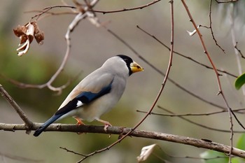 イカル 大濠公園 2021年2月6日(土)