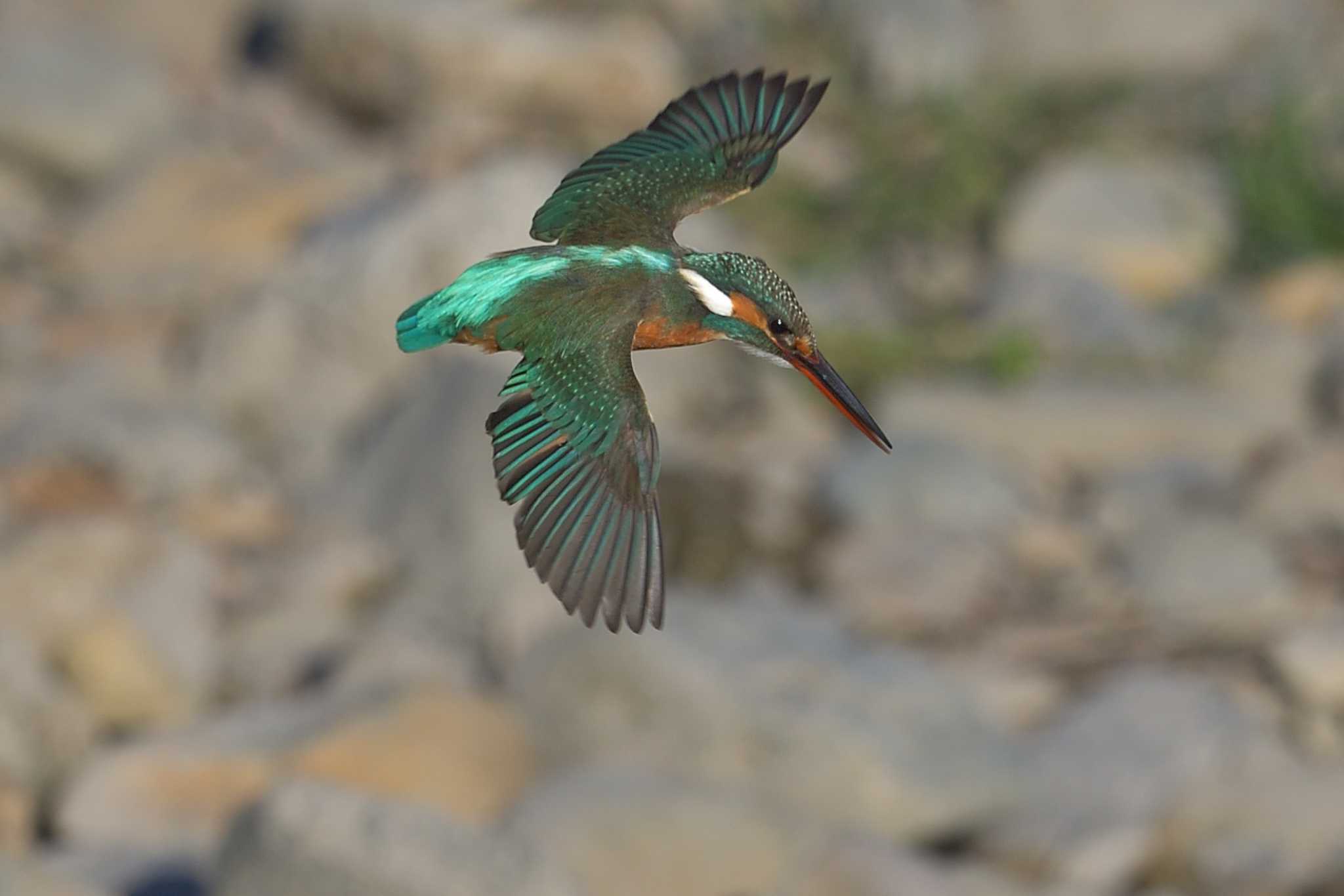 Photo of Common Kingfisher at 埼玉県霞川 by ask