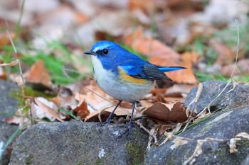 ルリビタキ 場所が不明 2016年12月25日(日)