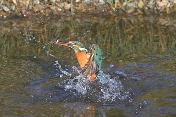 Common Kingfisher 埼玉県霞川 Sat, 2/6/2021