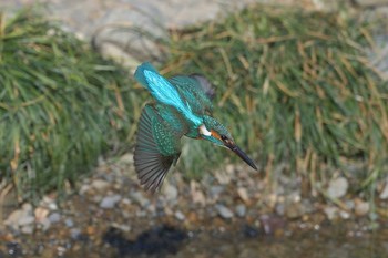 Common Kingfisher 埼玉県霞川 Sat, 2/6/2021