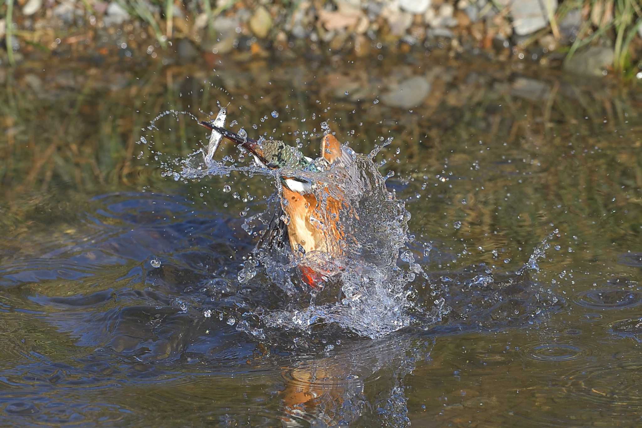 Photo of Common Kingfisher at 埼玉県霞川 by ask