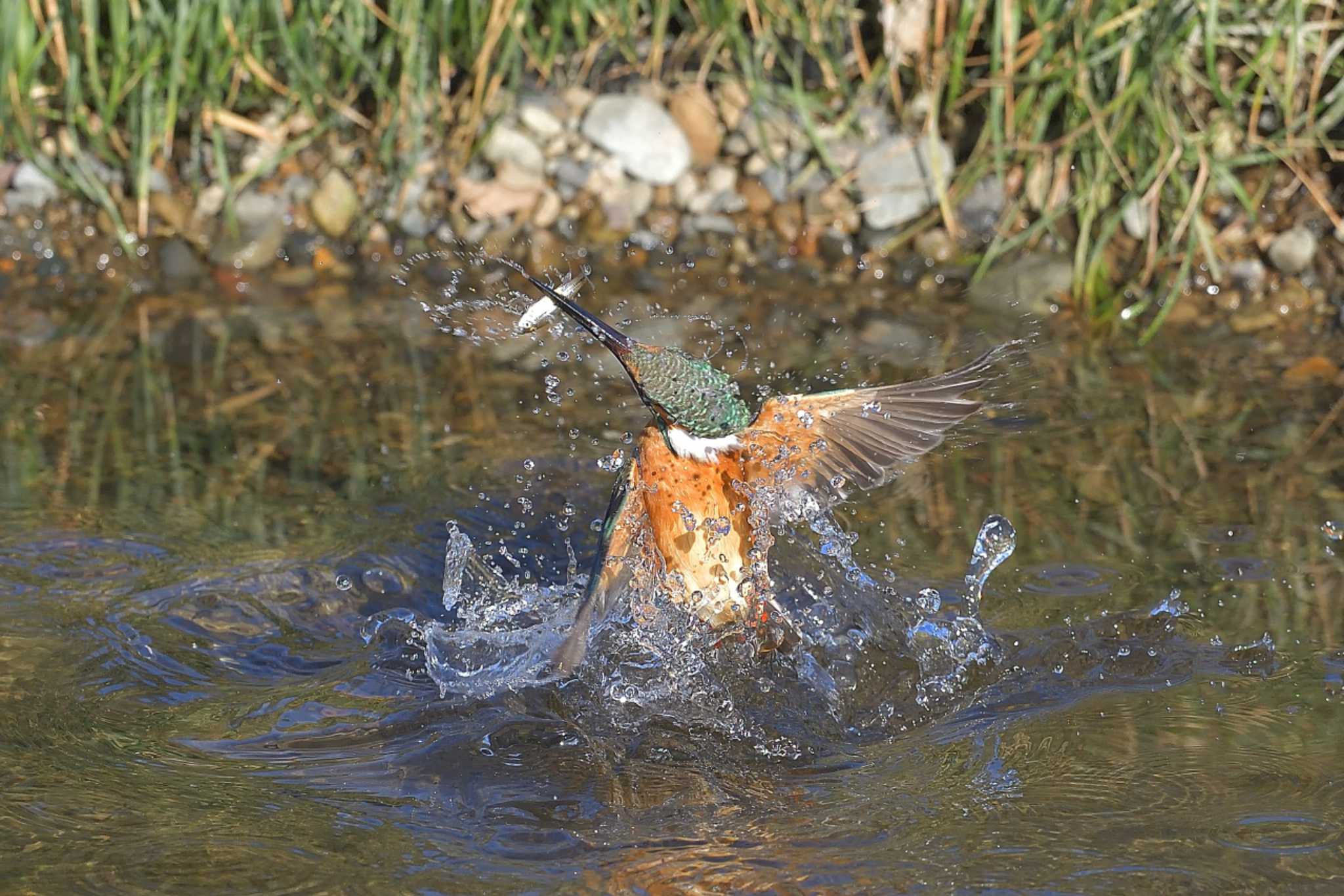 埼玉県霞川 カワセミの写真