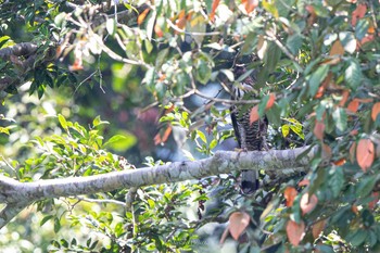 Blyth's Hawk-Eagle Ratchaprapha Sat, 2/23/2019