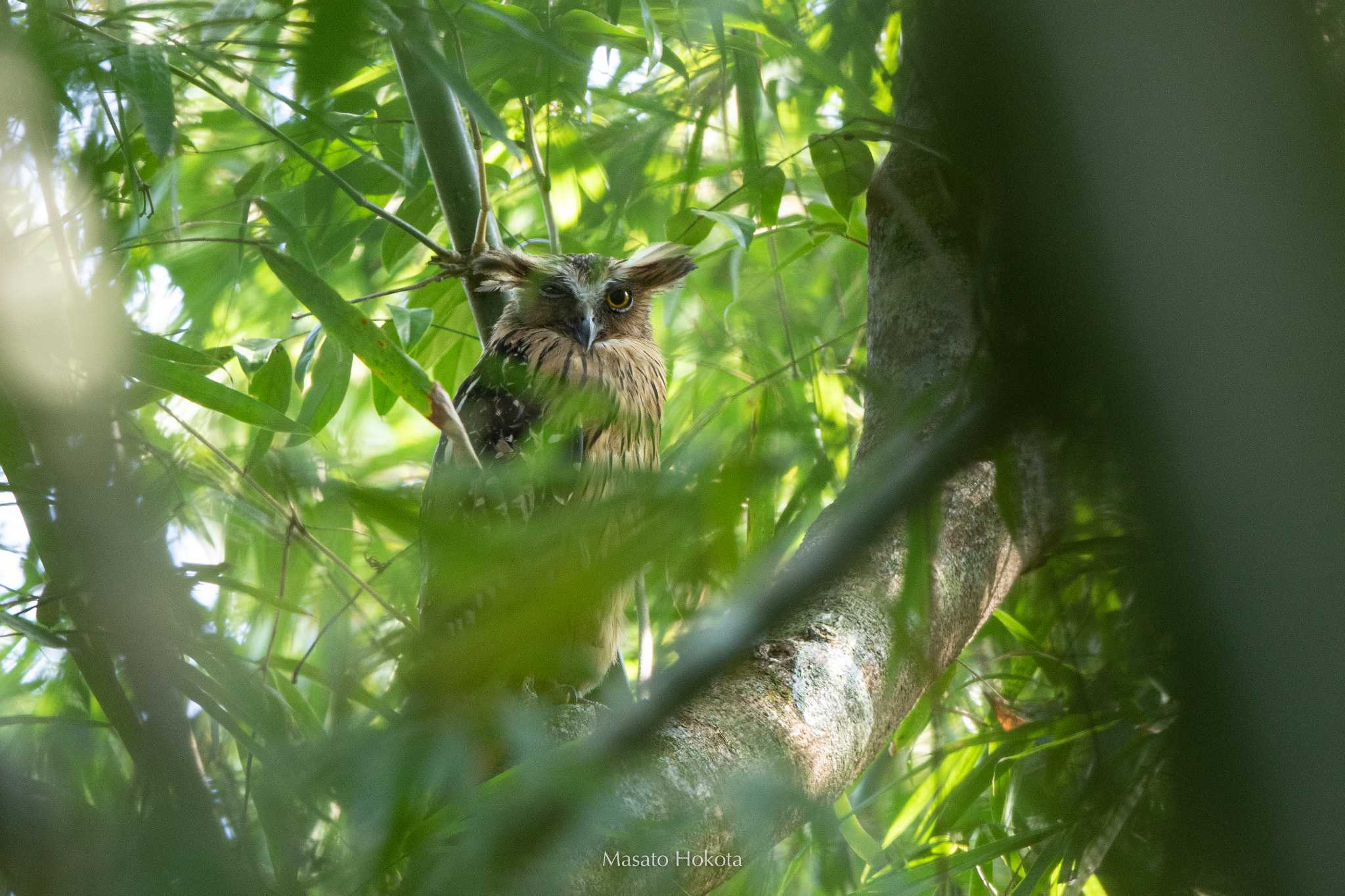 Buffy Fish Owl