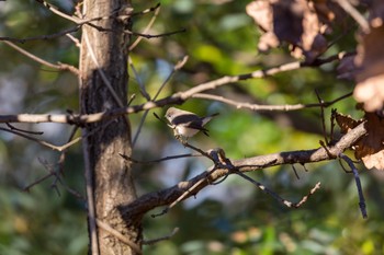 Red-breasted Flycatcher Unknown Spots Mon, 12/12/2016