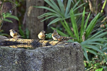 Brambling Hikarigaoka Park Sat, 12/24/2016