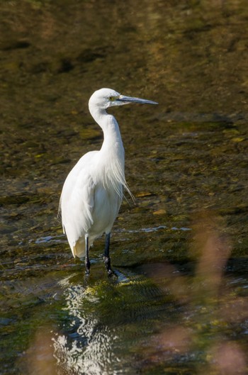 Little Egret Unknown Spots Fri, 10/28/2011